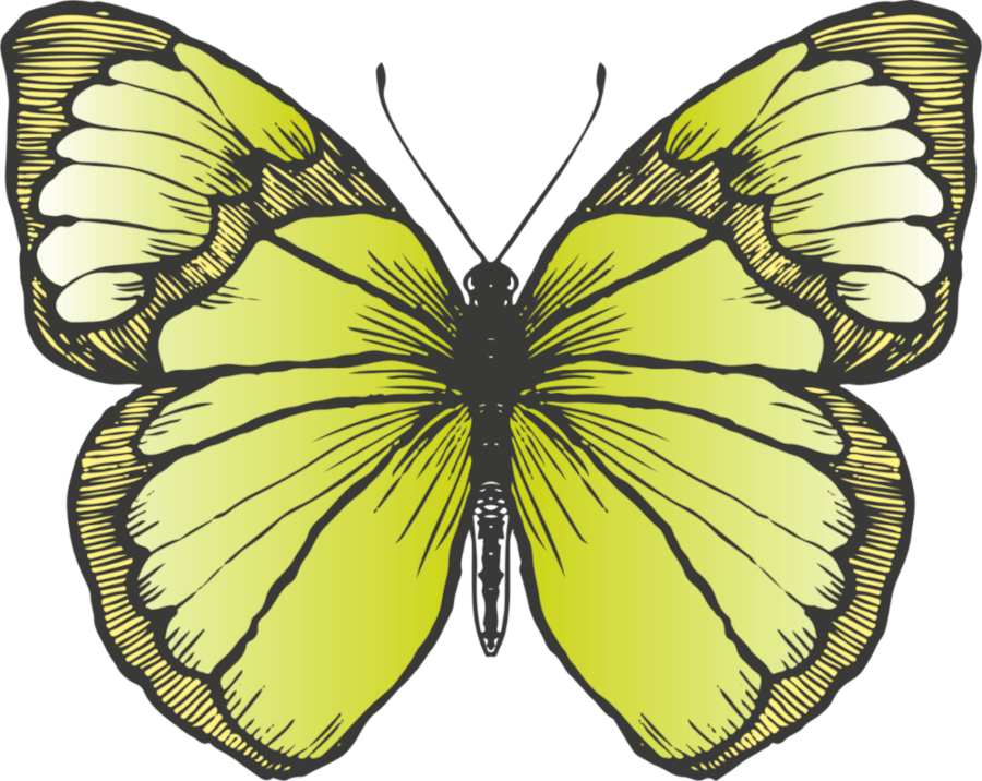 Motyl w kolorze zielonym